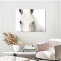 Picture of White horse _GroupedProduct_Rectangle_Landscape_Photography _GroupedProduct_Rectangle_Landscape_Canvas_