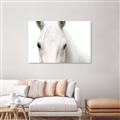 Picture of White horse _GroupedProduct_Rectangle_Landscape_Photography _GroupedProduct_Rectangle_Landscape_Canvas_
