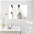 Picture of White horse _GroupedProduct_Rectangle_Landscape_Photography _GroupedProduct_Rectangle_Landscape_Canvas_