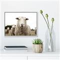 Picture of Sheepily _GroupedProduct_Rectangle_Landscape_Photography _GroupedProduct_Rectangle_Landscape_Canvas_Framed_