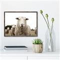 Picture of Sheepily _GroupedProduct_Rectangle_Landscape_Photography _GroupedProduct_Rectangle_Landscape_Canvas_Framed_
