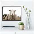 Picture of Sheepily _GroupedProduct_Rectangle_Landscape_Photography _GroupedProduct_Rectangle_Landscape_Canvas_Framed_