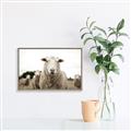Picture of Sheepily _GroupedProduct_Rectangle_Landscape_Photography _GroupedProduct_Rectangle_Landscape_Canvas_Framed_