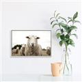 Picture of Sheepily _GroupedProduct_Rectangle_Landscape_Photography _GroupedProduct_Rectangle_Landscape_Canvas_Framed_