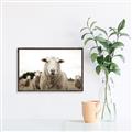 Picture of Sheepily _GroupedProduct_Rectangle_Landscape_Photography _GroupedProduct_Rectangle_Landscape_Canvas_Framed_