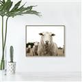 Picture of Sheepily _GroupedProduct_Rectangle_Landscape_Photography _GroupedProduct_Rectangle_Landscape_Canvas_Framed_
