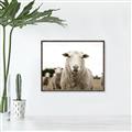 Picture of Sheepily _GroupedProduct_Rectangle_Landscape_Photography _GroupedProduct_Rectangle_Landscape_Canvas_Framed_