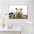 Picture of Sheepily _GroupedProduct_Rectangle_Landscape_Photography _GroupedProduct_Rectangle_Landscape_Canvas_Framed_