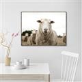 Picture of Sheepily _GroupedProduct_Rectangle_Landscape_Photography _GroupedProduct_Rectangle_Landscape_Canvas_Framed_