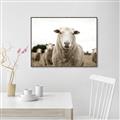 Picture of Sheepily _GroupedProduct_Rectangle_Landscape_Photography _GroupedProduct_Rectangle_Landscape_Canvas_Framed_