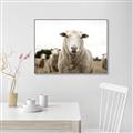 Picture of Sheepily _GroupedProduct_Rectangle_Landscape_Photography _GroupedProduct_Rectangle_Landscape_Canvas_Framed_