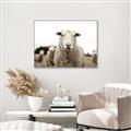 Picture of Sheepily _GroupedProduct_Rectangle_Landscape_Photography _GroupedProduct_Rectangle_Landscape_Canvas_Framed_