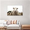 Picture of Sheepily _GroupedProduct_Rectangle_Landscape_Photography _GroupedProduct_Rectangle_Landscape_Canvas_Framed_