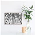 Picture of Sky High Trees _GroupedProduct_Rectangle_Landscape_Photography _GroupedProduct_Rectangle_Landscape_Canvas_Framed_