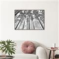 Picture of Sky High Trees _GroupedProduct_Rectangle_Landscape_Photography _GroupedProduct_Rectangle_Landscape_Canvas_Framed_