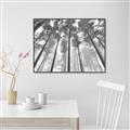 Picture of Sky High Trees _GroupedProduct_Rectangle_Landscape_Photography _GroupedProduct_Rectangle_Landscape_Canvas_Framed_