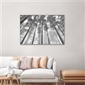 Picture of Sky High Trees _GroupedProduct_Rectangle_Landscape_Photography _GroupedProduct_Rectangle_Landscape_Canvas_Framed_