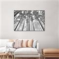 Picture of Sky High Trees _GroupedProduct_Rectangle_Landscape_Photography _GroupedProduct_Rectangle_Landscape_Canvas_Framed_