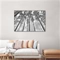 Picture of Sky High Trees _GroupedProduct_Rectangle_Landscape_Photography _GroupedProduct_Rectangle_Landscape_Canvas_Framed_