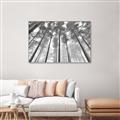 Picture of Sky High Trees _GroupedProduct_Rectangle_Landscape_Photography _GroupedProduct_Rectangle_Landscape_Canvas_Framed_