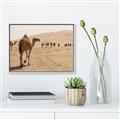 Picture of Camel Walk _GroupedProduct_Rectangle_Landscape_Photography _GroupedProduct_Rectangle_Landscape_Canvas_Framed_