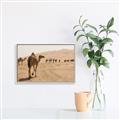 Picture of Camel Walk _GroupedProduct_Rectangle_Landscape_Photography _GroupedProduct_Rectangle_Landscape_Canvas_Framed_