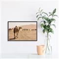 Picture of Camel Walk _GroupedProduct_Rectangle_Landscape_Photography _GroupedProduct_Rectangle_Landscape_Canvas_Framed_