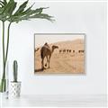 Picture of Camel Walk _GroupedProduct_Rectangle_Landscape_Photography _GroupedProduct_Rectangle_Landscape_Canvas_Framed_