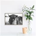 Picture of Bull in the Grass _GroupedProduct_Rectangle_Landscape_Photography _GroupedProduct_Rectangle_Landscape_Canvas_Framed_
