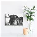 Picture of Bull in the Grass _GroupedProduct_Rectangle_Landscape_Photography _GroupedProduct_Rectangle_Landscape_Canvas_Framed_