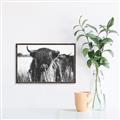 Picture of Bull in the Grass _GroupedProduct_Rectangle_Landscape_Photography _GroupedProduct_Rectangle_Landscape_Canvas_Framed_