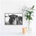Picture of Bull in the Grass _GroupedProduct_Rectangle_Landscape_Photography _GroupedProduct_Rectangle_Landscape_Canvas_Framed_