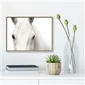 Picture of White horse _GroupedProduct_Rectangle_Landscape_Photography _GroupedProduct_Rectangle_Landscape_Canvas_Framed_