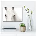 Picture of White horse _GroupedProduct_Rectangle_Landscape_Photography _GroupedProduct_Rectangle_Landscape_Canvas_Framed_