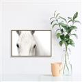 Picture of White horse _GroupedProduct_Rectangle_Landscape_Photography _GroupedProduct_Rectangle_Landscape_Canvas_Framed_