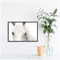 Picture of White horse _GroupedProduct_Rectangle_Landscape_Photography _GroupedProduct_Rectangle_Landscape_Canvas_Framed_