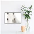 Picture of White horse _GroupedProduct_Rectangle_Landscape_Photography _GroupedProduct_Rectangle_Landscape_Canvas_Framed_