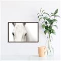 Picture of White horse _GroupedProduct_Rectangle_Landscape_Photography _GroupedProduct_Rectangle_Landscape_Canvas_Framed_