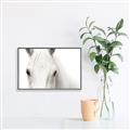 Picture of White horse _GroupedProduct_Rectangle_Landscape_Photography _GroupedProduct_Rectangle_Landscape_Canvas_Framed_