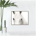 Picture of White horse _GroupedProduct_Rectangle_Landscape_Photography _GroupedProduct_Rectangle_Landscape_Canvas_Framed_