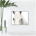 Picture of White horse _GroupedProduct_Rectangle_Landscape_Photography _GroupedProduct_Rectangle_Landscape_Canvas_Framed_