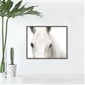 Picture of White horse _GroupedProduct_Rectangle_Landscape_Photography _GroupedProduct_Rectangle_Landscape_Canvas_Framed_