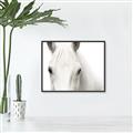 Picture of White horse _GroupedProduct_Rectangle_Landscape_Photography _GroupedProduct_Rectangle_Landscape_Canvas_Framed_