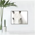 Picture of White horse _GroupedProduct_Rectangle_Landscape_Photography _GroupedProduct_Rectangle_Landscape_Canvas_Framed_