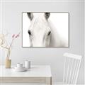 Picture of White horse _GroupedProduct_Rectangle_Landscape_Photography _GroupedProduct_Rectangle_Landscape_Canvas_Framed_