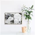 Picture of White Blooms _GroupedProduct_Rectangle_Landscape_Photography _GroupedProduct_Rectangle_Landscape_Canvas_Framed_