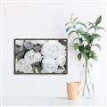 Picture of White Blooms _GroupedProduct_Rectangle_Landscape_Photography _GroupedProduct_Rectangle_Landscape_Canvas_Framed_