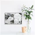Picture of White Blooms _GroupedProduct_Rectangle_Landscape_Photography _GroupedProduct_Rectangle_Landscape_Canvas_Framed_