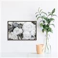 Picture of White Blooms _GroupedProduct_Rectangle_Landscape_Photography _GroupedProduct_Rectangle_Landscape_Canvas_Framed_