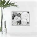 Picture of White Blooms _GroupedProduct_Rectangle_Landscape_Photography _GroupedProduct_Rectangle_Landscape_Canvas_Framed_